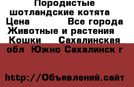 Породистые шотландские котята. › Цена ­ 5 000 - Все города Животные и растения » Кошки   . Сахалинская обл.,Южно-Сахалинск г.